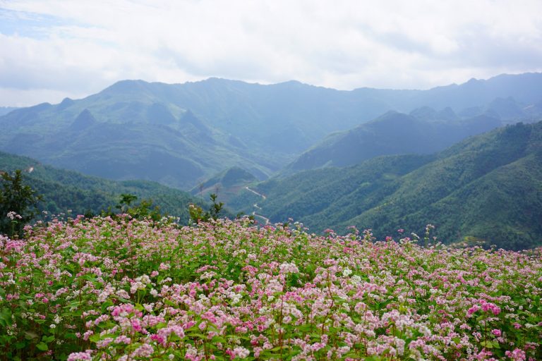Tam Giac Mach Flower is symbol of Ha Giang