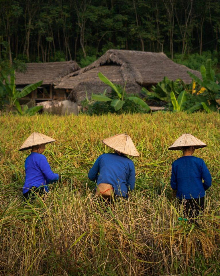 Experience harvesting rice in Ha Giang