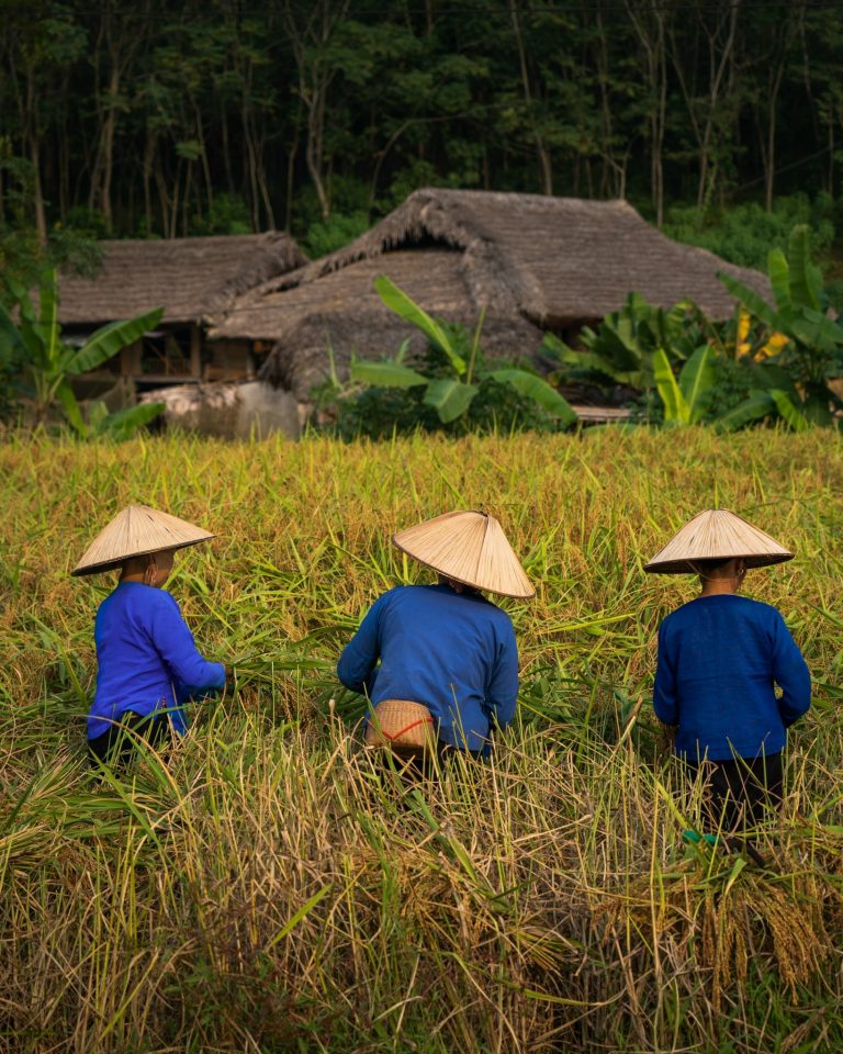 Rice Harvest on the road