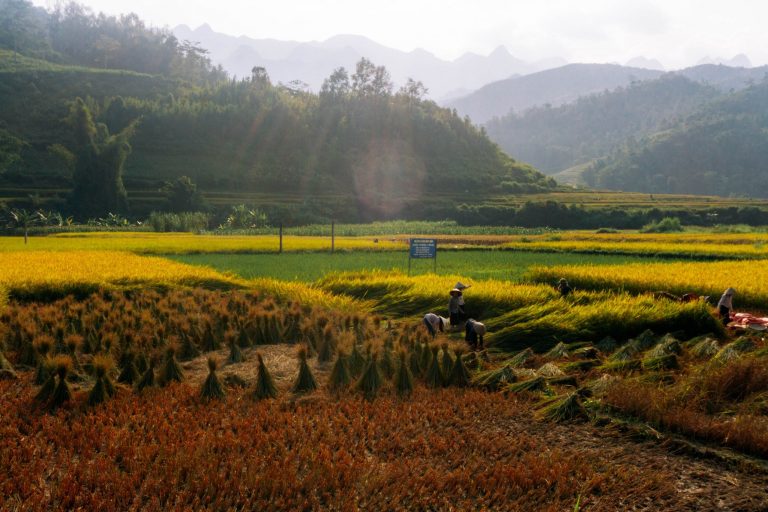 Rice Season in Ha Giang Loop