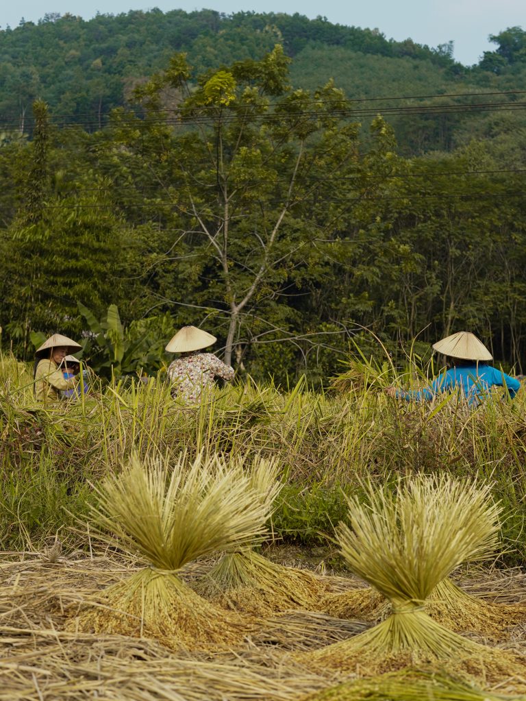Rice harvest season