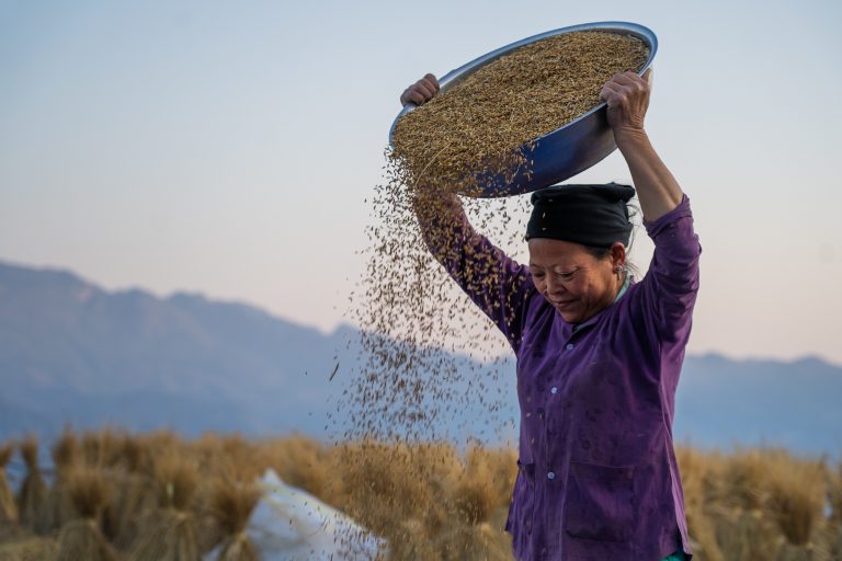 on the rice terrace season